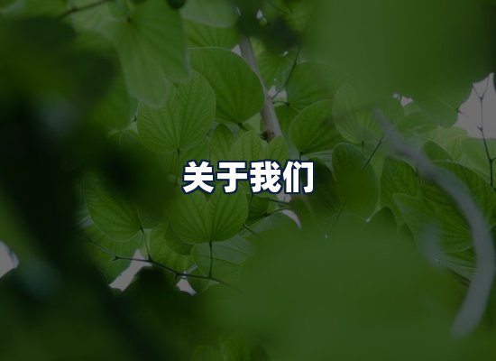 关于我们